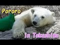 とくしま動物園のホッキョクグマ　ポロロ~Polar Bear 