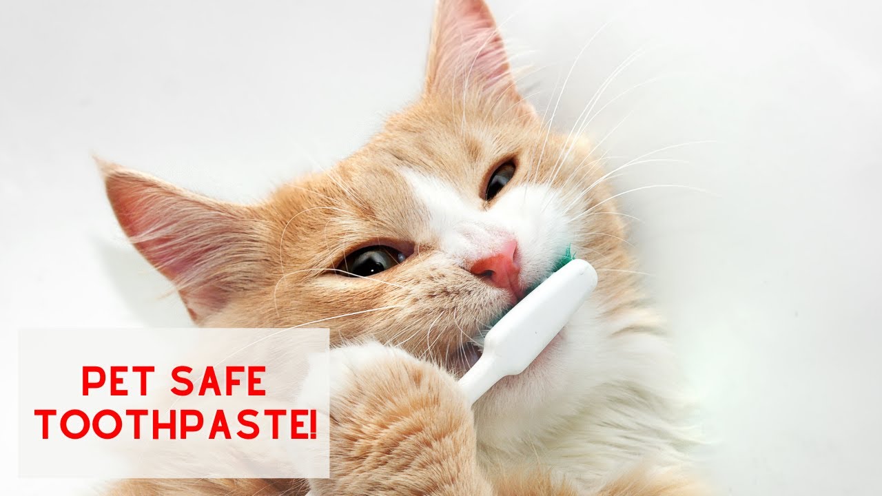 BEST TOOTHPASTE FOR YOUR PETS!
