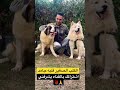 الكلب الهاسكي الصغير داخل علي كلاب كبيره وشرسه وبيعضو وحصل ال الكلب الهاسكي الصغير داخل علي كلاب كبيره وشرسه وبيعضو وحصل ال