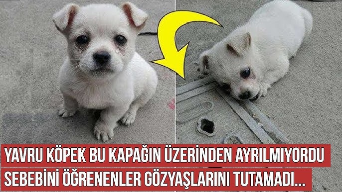 Yavrularini Besleyen Anne Kopek Youtube