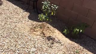 Kids go outside when it’s 999 degrees in az|Exposing my brothers|With all my brothers and reffereees