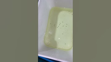 Chuẩn bị ship cá Molly thì nó đẻ nè. #molly #anhnuoica