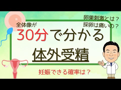 30分で分かる体外受精