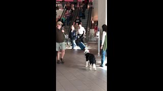 Emotional Reunion: Dog Cannot Contain Excitement For Returning Soldier