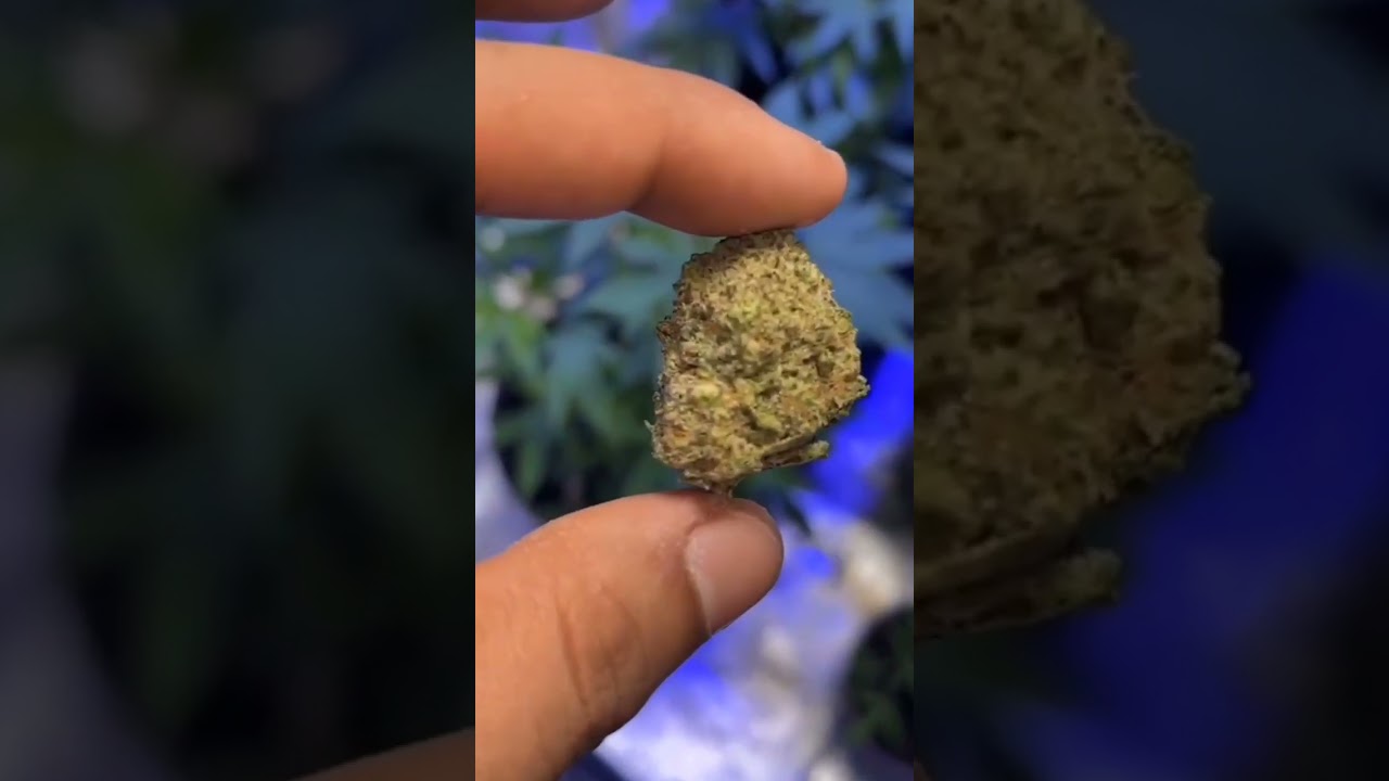 Trying out matter's Orange Cookies 