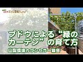 ブドウによる“緑のカーテン”の育て方 - 山梨環境カウンセラー協会