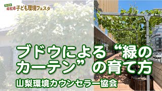 ブドウによる“緑のカーテン”の育て方 - 山梨環境カウンセラー協会