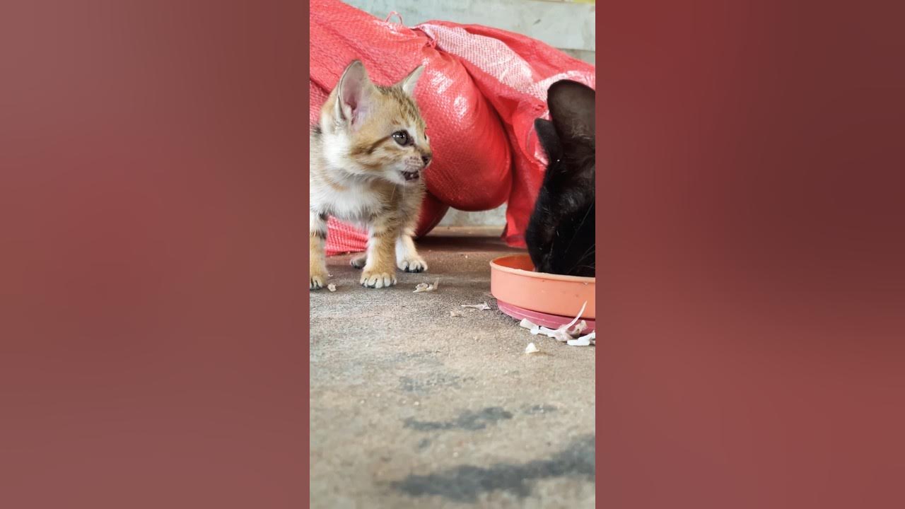 a little cat eat rice shorts cat pets YouTube