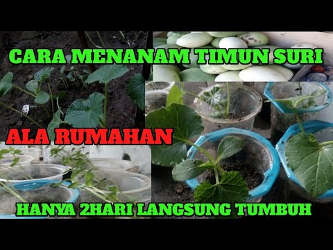 CARA MENANAM TIMUN SURI MUDAH ALA RUMAHAN HANYA 2HARI LANGSUNG TUMBUH