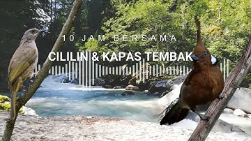 10 Jam Masteran Cililin Kapas Tembak