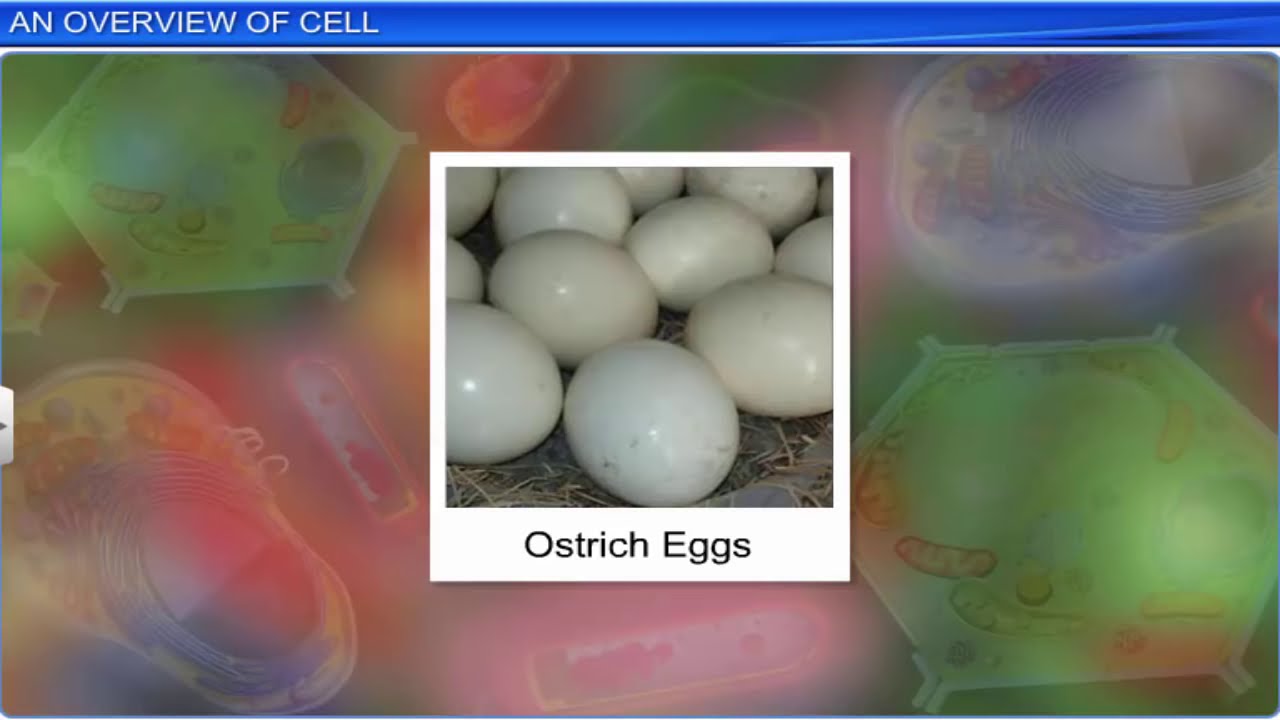 CBSE Class 11 Biology || Cell: The Unit of Life || Full