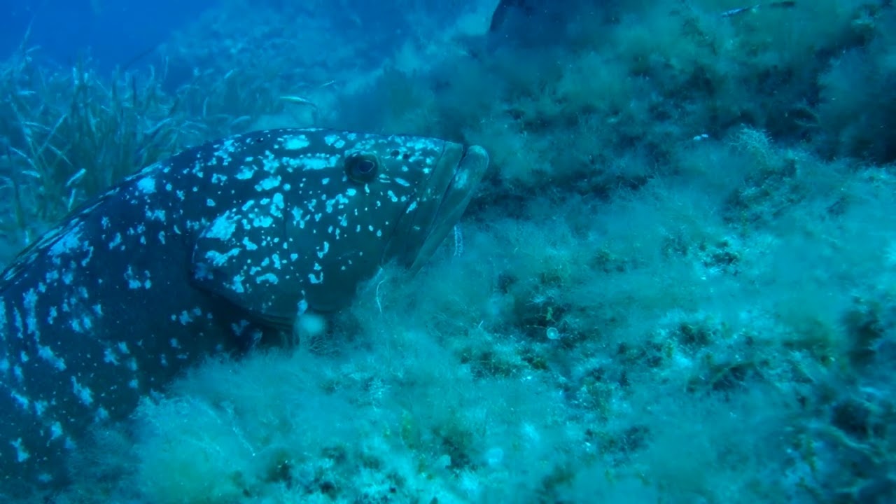 Rencontre avec Scarface le Mérou mascotte de la Gabiniere Ouest