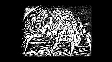 Shortly After - Stereo DZX [Live Mix] XBASE 999 AN200 DX200 AW16g