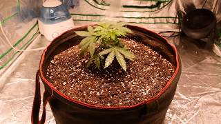 Cali Green Grow Organic indoor cannabis Veg stage using The Enhancer CO2 bottle by TNB Naturals