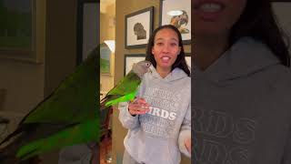 Training Noa My Cape Parrot