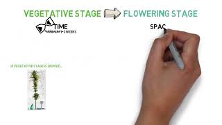 CH201   The Cannabis Vegetative Stage & When To Flower WhsVPv80vz4