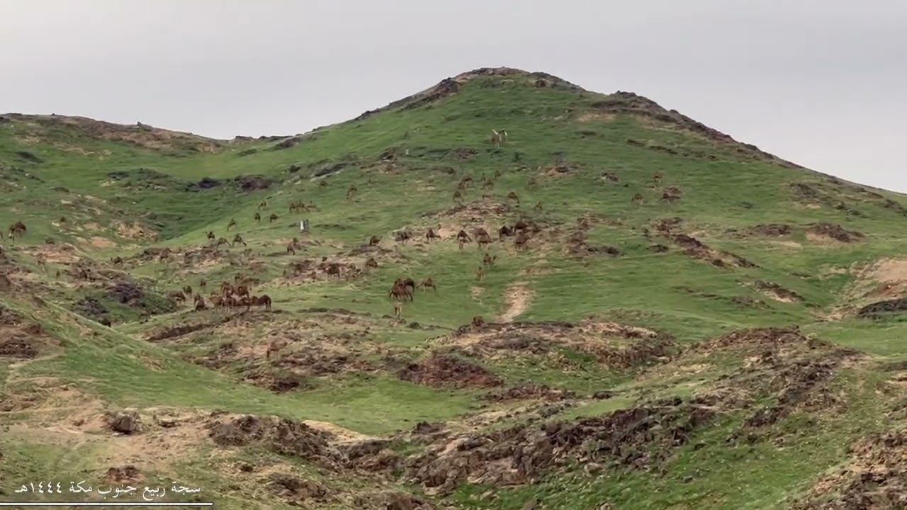 سجة ربيع جنوب مكة ١٤٤٤هـ