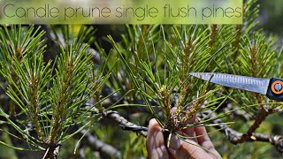 Candle prune SINGLE FLUSH pines in early June (Pinus nigra niwaki) - Arkefthos Bonsai