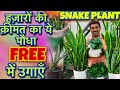 24 घंटे फ़्री में ऑक्सिजन देने वाले Snake plant को पत्तों से कैसे उगाएँ और मिट्टी कैसे तैयार करें