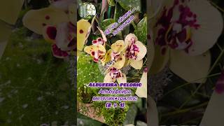 Albufeira peloric Альбуфейра метелик&триліпс (2in1) #orchid #phalaenopsis #орхідеї #фаленопсис