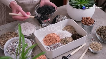 Creating a Stunning Window Box : Perfect Plant Pairing Tips !