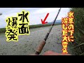 【雷魚釣りコラボ遠征】アタック連発! 巨大湿地帯に潜むモンスター雷魚に挑む!!　Japan snake head fishing