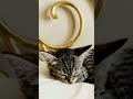 🐱🥰 I adopted this little cutie pie less than a week ago.   #kitten #gatito