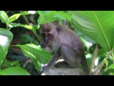 Monkeys | Zoo | Animals Zoo | Malaysia | Baby Kavisha