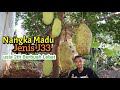 Petik Buah Nangka j33 Langsung dari Pohon dibelakang Rumah || Mantab 🔥🔥🔥