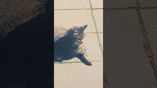 Living With Lively Cats