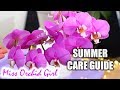 Phalaenopsis Orchids Summer Care - Detailed care guide for Orchid beginners