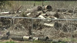 Efforts to re-forest tornado-damaged areas on Arbor Day