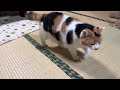 【三毛猫】夕ご飯を食べて見廻りを頑張るミケ（2026年6月30日）