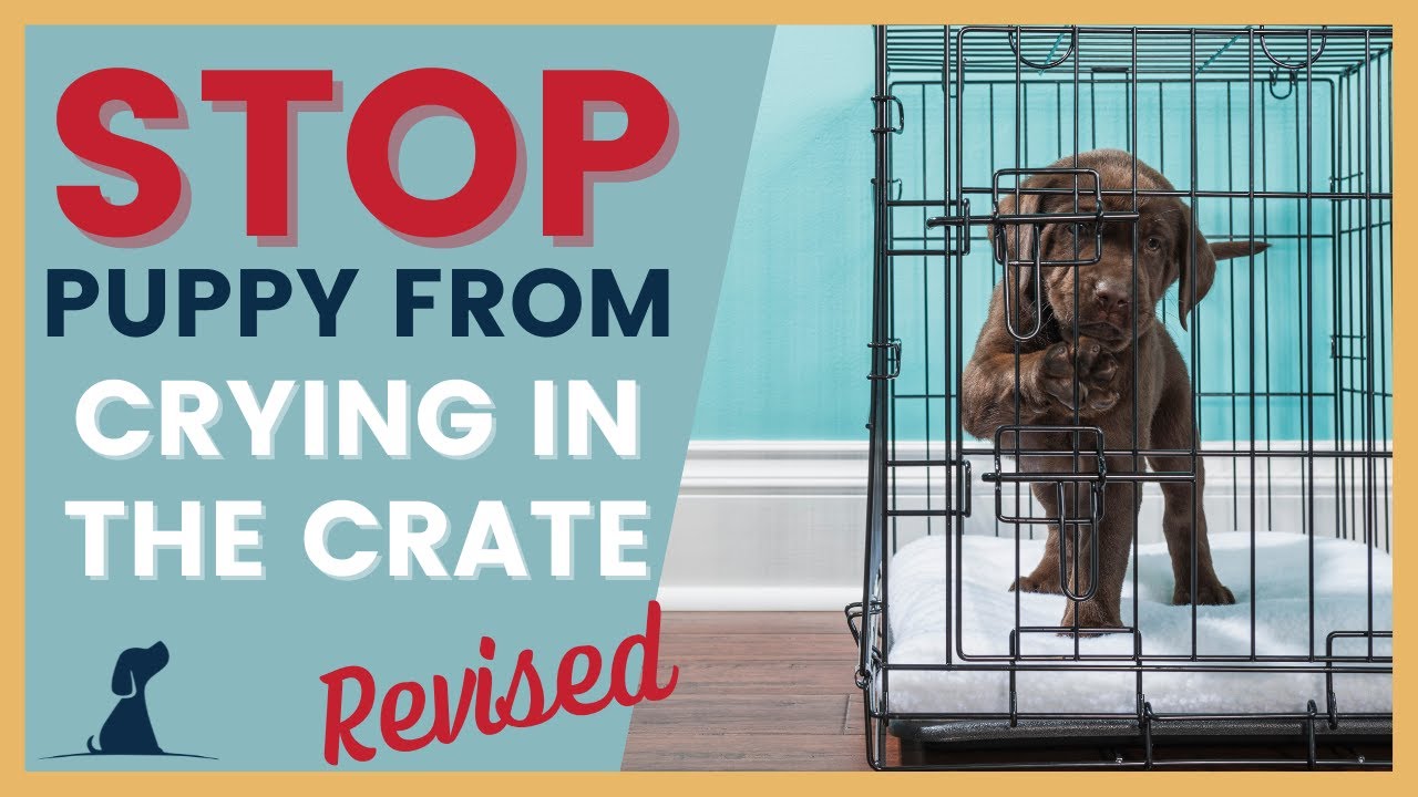 how do you stop a dog from crying in the crate