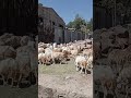 Hoolaa Horsiisaaf Oolu Hoolaa Horsiisaaf Oolu