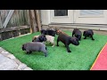 4 week old Cane Corso puppies