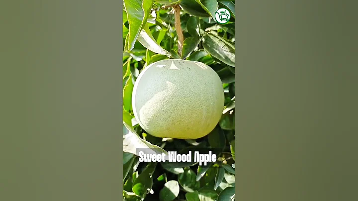 Grafting Wood Apple for FAST Fruit 🌱 #Fruitingsuccess