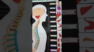 The Nervous System .. #shorts #shortsvideo  #nervoussystem #nervous #artandcraft #craft #craftideas