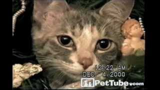 Christmas Tree Cat- Pettube