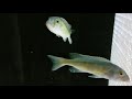 My new RARE pick ups Buccochromis Lepturus Green
