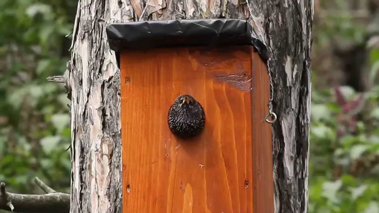 Seregély D odúból kukucskál / Common Starling peeking from nest box