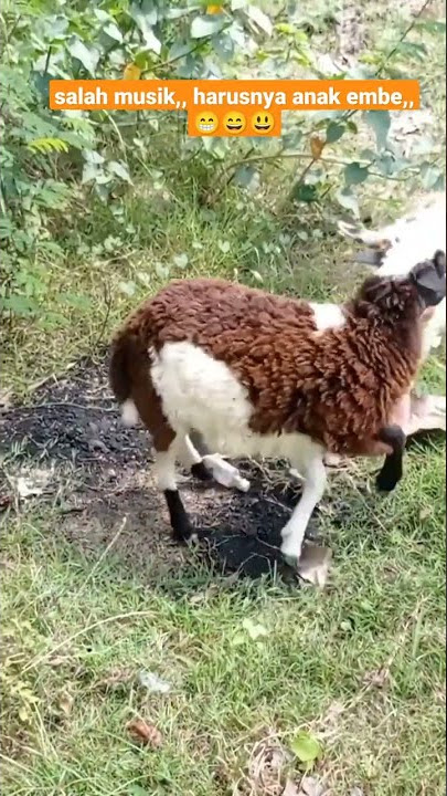 anak embe #kambing #ngangon #rumput #babadog