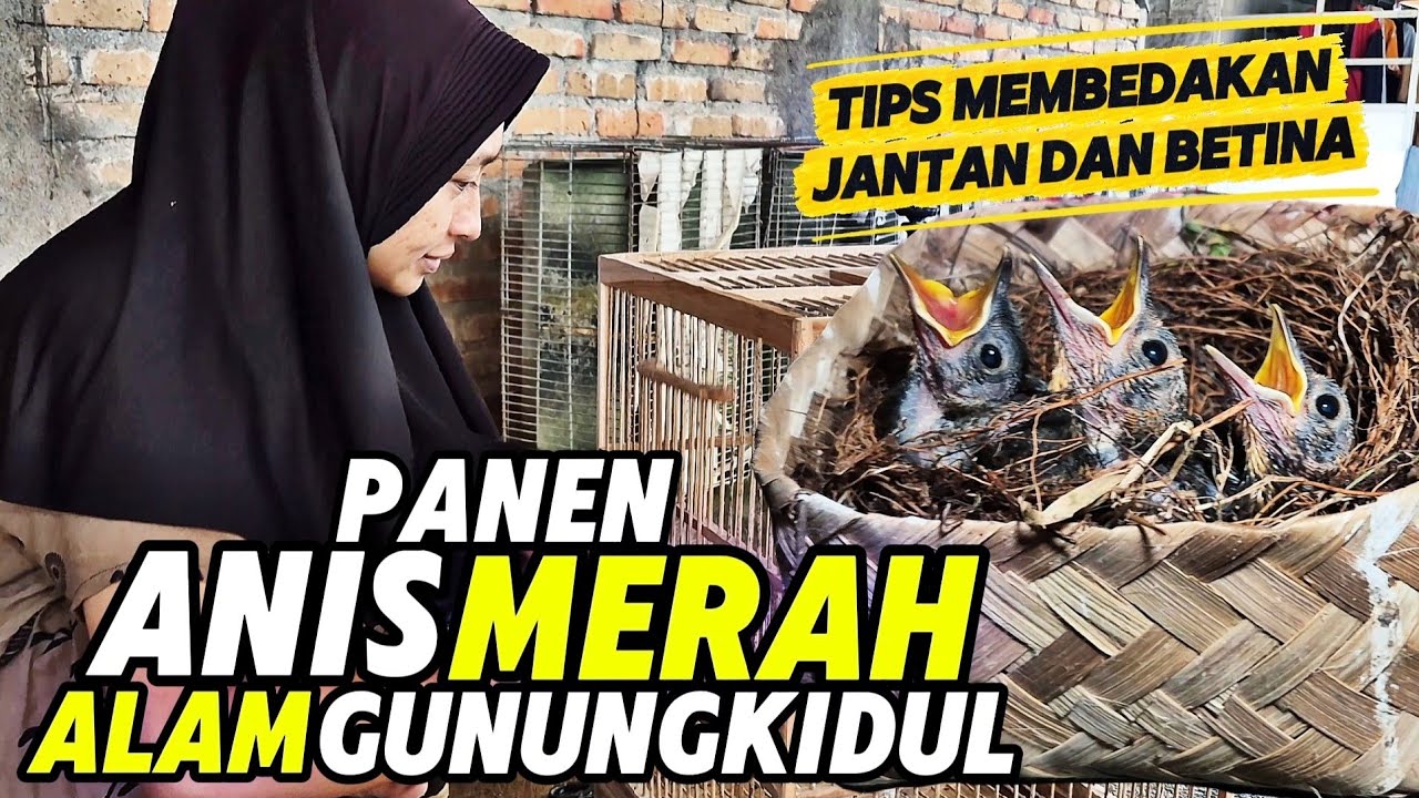 Panen ANIS MERAH lokal GUNUNGKIDUL‼️Cara membedakan JANTAN dan BETINA anakan ANIS MERAH...
