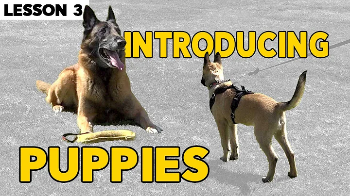 How to Introduce Puppies to Dogs