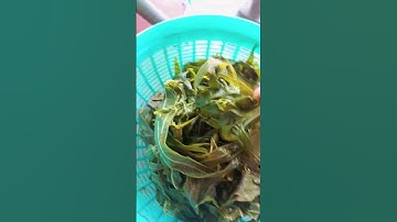 Review daun singkong rebus, enak dimakan langsung atau dicocol sambel #ahorts