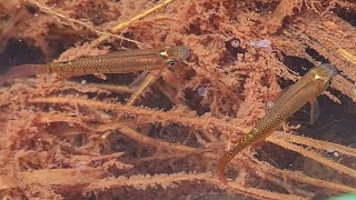 Aplocheilus Lineatus Killifish in Kerala | Fishing for Freshwater Fish | Nature Hotspot