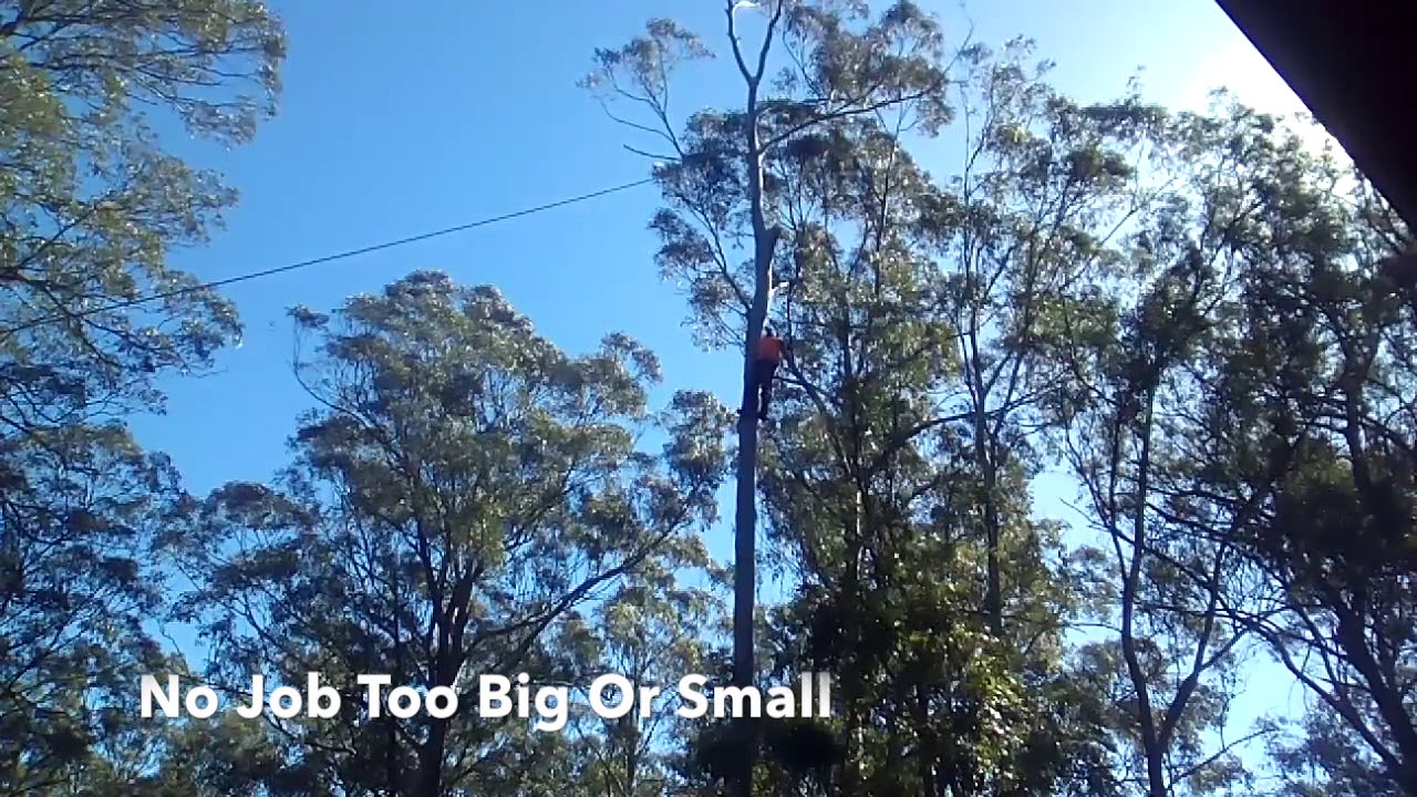 Tree lopping Tree lopping Cairns PH 0487590324 Tree removal Tree