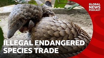 Why are endangered species being sold on Facebook? | Global News Podcast