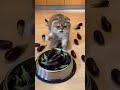 マンチカンがエサが空っぽで怒っていると・・ #funnycat #猫おもしろ