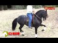 Caballo Regalo, Caballeriza Los Amigos